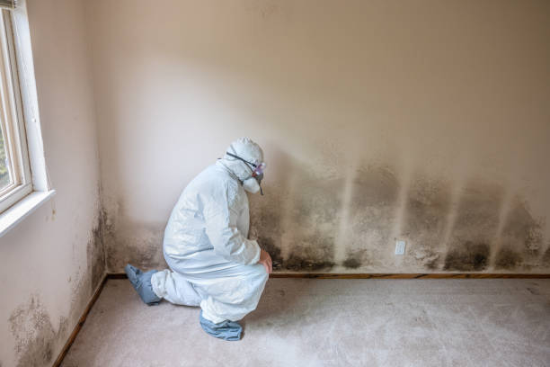 Best Mold Removal and Inspection  in Fairmount, GA