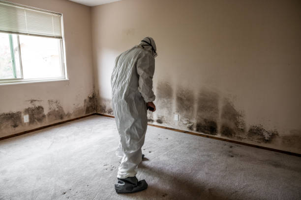Professional Mold Removal in Fairmount, GA
