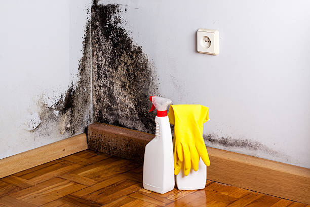 Best Attic Mold Removal  in Fairmount, GA